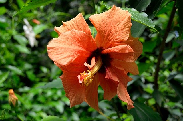 Descarga gratuita Flora Flowers: foto o imagen gratuita para editar con el editor de imágenes en línea GIMP