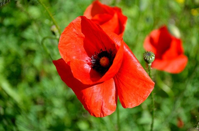 Téléchargement gratuit de Flora Flowers Mack - photo ou image gratuite à modifier avec l'éditeur d'images en ligne GIMP