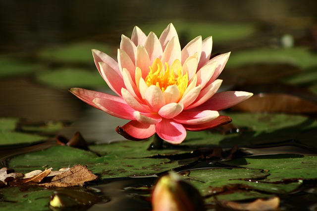 Free download flora flower waterlily pond water free picture to be edited with GIMP free online image editor