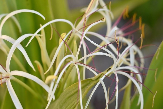 Bezpłatne pobieranie Floral Dubai Miracle Garden Buds - darmowe zdjęcie lub obraz do edycji za pomocą internetowego edytora obrazów GIMP