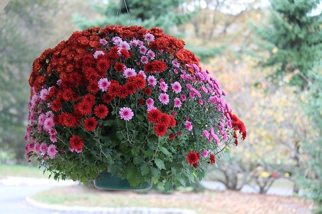 Безкоштовно завантажте Floral Nature Blossom — безкоштовну фотографію чи зображення для редагування за допомогою онлайн-редактора зображень GIMP