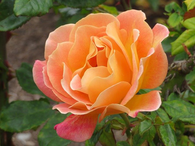 Free download Floral Rose Orange -  free photo or picture to be edited with GIMP online image editor