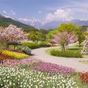 Floral Symphony Beneath Snowy Peaks  screen for extension Chrome web store in OffiDocs Chromium