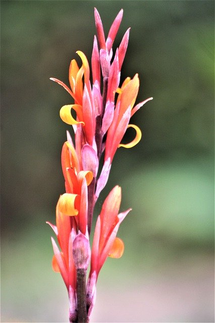 ดาวน์โหลดฟรี Floral Tube Blossom Bloom - ภาพถ่ายหรือรูปภาพฟรีที่จะแก้ไขด้วยโปรแกรมแก้ไขรูปภาพออนไลน์ GIMP