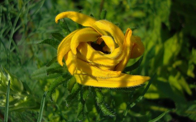 Free download Flora Nature Flowers -  free photo or picture to be edited with GIMP online image editor
