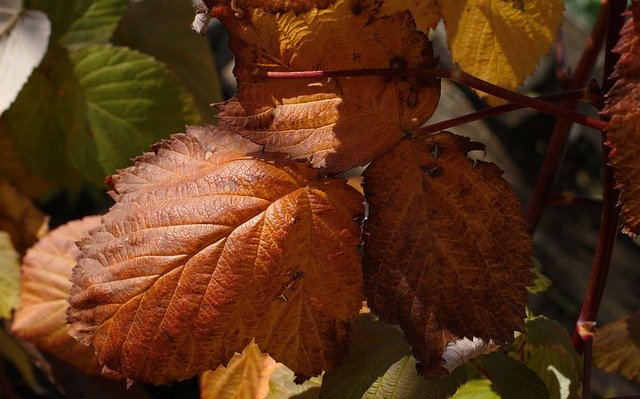 Téléchargement gratuit de Flora Nature Leaves - photo ou image gratuite à modifier avec l'éditeur d'images en ligne GIMP