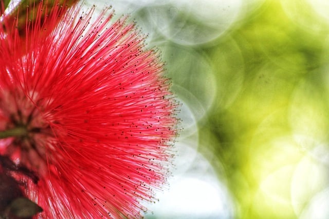 Free download flora plant background nature yard free picture to be edited with GIMP free online image editor