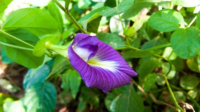 Libreng pag-download ng Flora Plant Green - libreng larawan o larawan na ie-edit gamit ang GIMP online na editor ng imahe