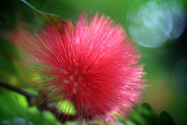 دانلود رایگان عکس گل پس زمینه درخت گیاه فلورا رایگان برای ویرایش با ویرایشگر تصویر آنلاین رایگان GIMP