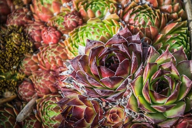 Téléchargement gratuit de Flora Rock Plant Nature - photo ou image gratuite à éditer avec l'éditeur d'images en ligne GIMP