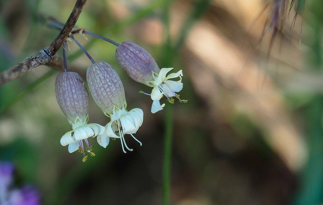 Kostenloser Download Flora Silene Vulgaris Flower - kostenloses Foto oder Bild zur Bearbeitung mit GIMP Online-Bildbearbeitung