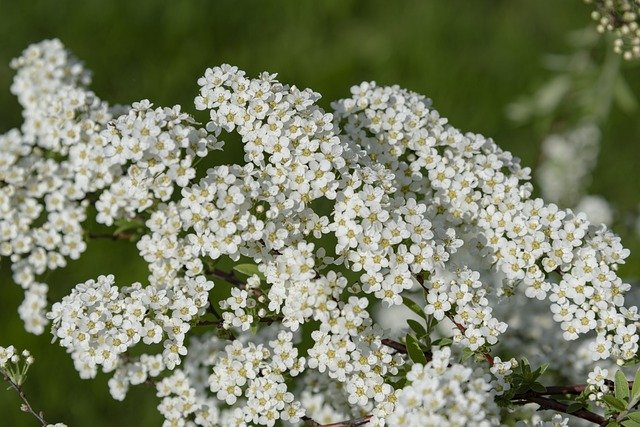 Download grátis Flora White Plant - foto ou imagem gratuita para ser editada com o editor de imagens online GIMP