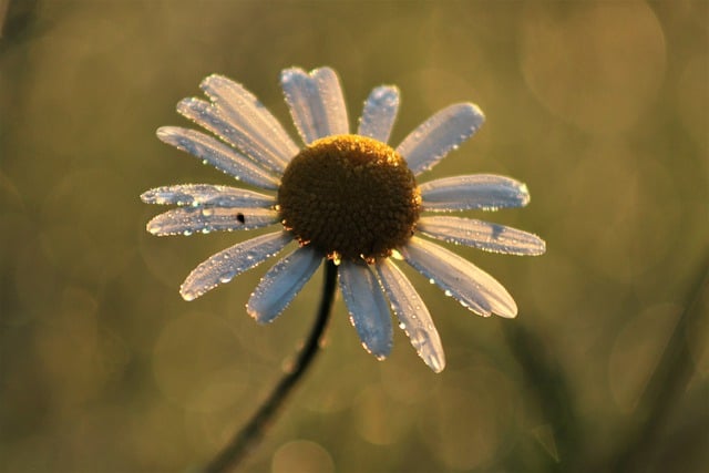 Free download flora wildflower morning sunlight free picture to be edited with GIMP free online image editor