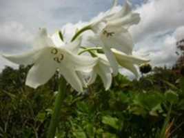 Free download Flores Finca El Eden free photo or picture to be edited with GIMP online image editor