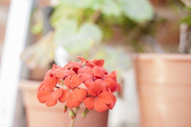 Téléchargement gratuit de Flores Flower Plant - photo ou image gratuite à éditer avec l'éditeur d'images en ligne GIMP