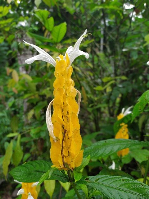 Скачать бесплатно Flor Flores Plantas - бесплатное фото или изображение для редактирования с помощью онлайн-редактора изображений GIMP