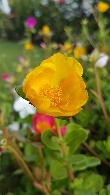 Bezpłatne pobieranie Flor Flower - bezpłatne zdjęcie lub obraz do edycji za pomocą internetowego edytora obrazów GIMP