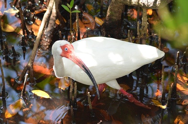 הורדה חינם Florida White Ibis - תמונה או תמונה בחינם לעריכה עם עורך התמונות המקוון GIMP