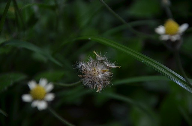 ດາວ​ໂຫຼດ​ຟຣີ Flor Seca - ຮູບ​ພາບ​ຟຣີ​ຫຼື​ຮູບ​ພາບ​ທີ່​ຈະ​ໄດ້​ຮັບ​ການ​ແກ້​ໄຂ​ກັບ GIMP ອອນ​ໄລ​ນ​໌​ບັນ​ນາ​ທິ​ການ​ຮູບ​ພາບ​