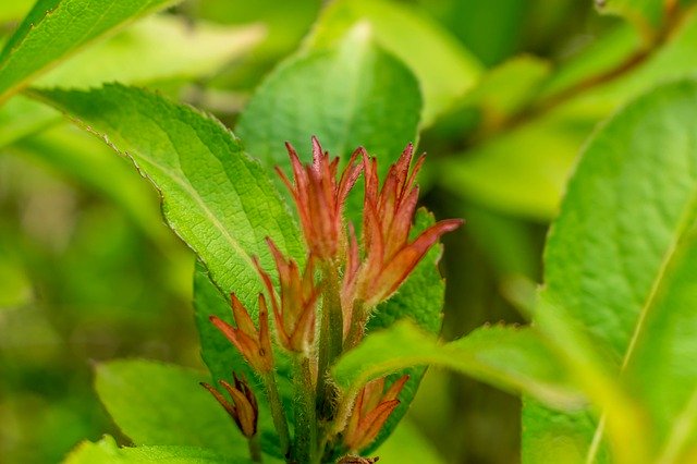 Flourished Flower Plant download gratuito - foto ou imagem grátis para ser editada com o editor de imagens online GIMP