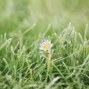 FLOWER 3 Theme  screen for extension Chrome web store in OffiDocs Chromium