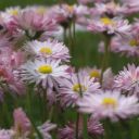 FLOWER 4 Theme  screen for extension Chrome web store in OffiDocs Chromium