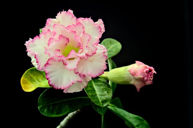 Free download flower adenium flora nature free picture to be edited with GIMP free online image editor