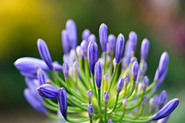 Free graphic flower african lily flora nature to be edited by GIMP free image editor by OffiDocs