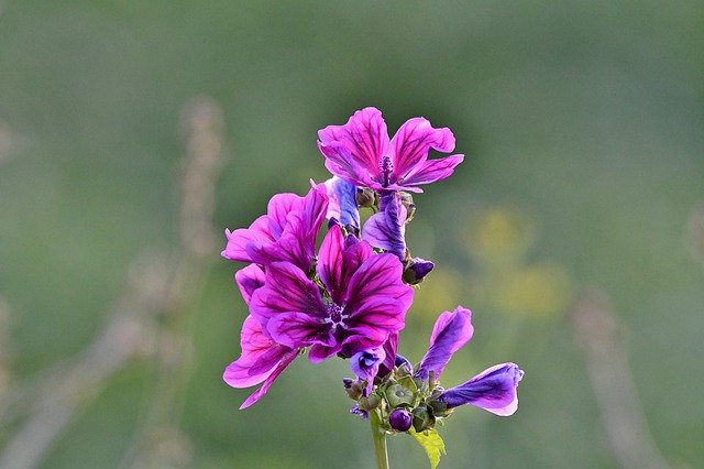 Free download Flower A Large Mallow Field -  free photo or picture to be edited with GIMP online image editor