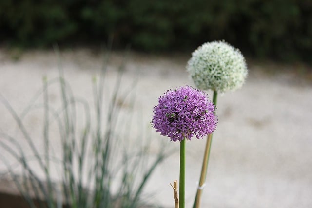 Descărcare gratuită flower allium purple white garden imagine gratuită pentru a fi editată cu editorul de imagini online gratuit GIMP