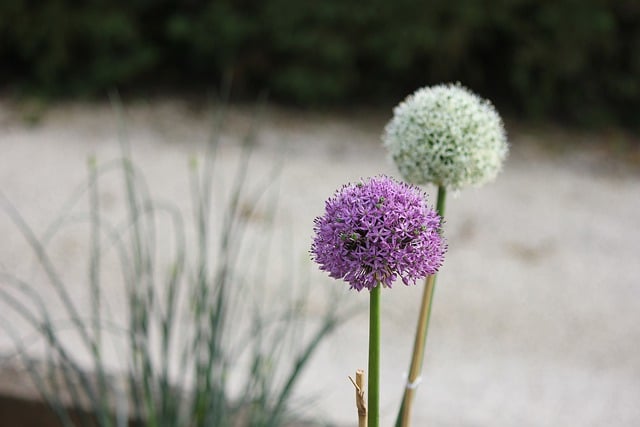 Download grátis flor allium jardim branco roxo imagem grátis para ser editada com o editor de imagens on-line gratuito GIMP