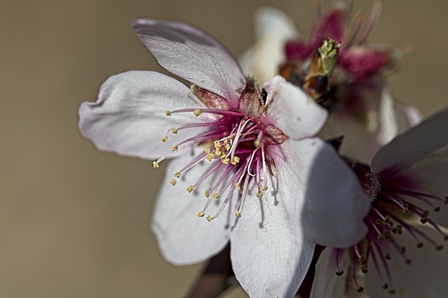 Free download flower almond tree flora colour free picture to be edited with GIMP free online image editor