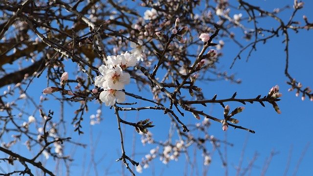 Téléchargement gratuit du modèle photo gratuit Flower Almond Tree Flowers à éditer avec l'éditeur d'images en ligne GIMP