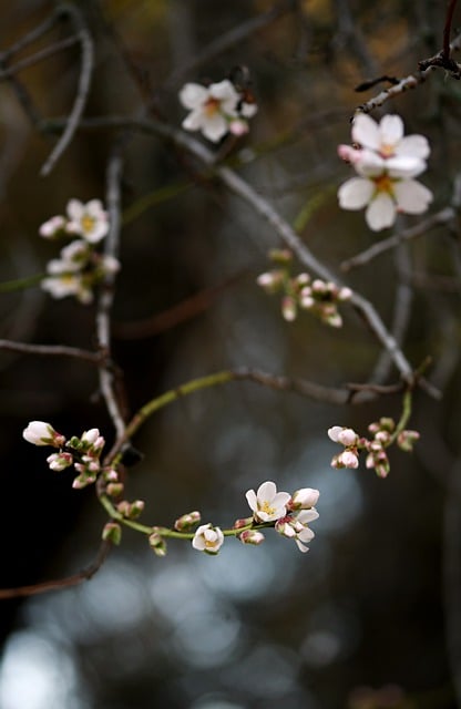 Free download flower almond tree spring nature free picture to be edited with GIMP free online image editor