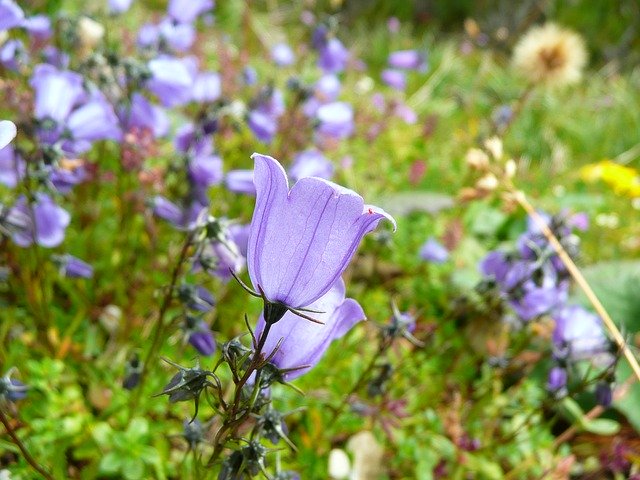 Free download Flower Alpine Mountains -  free photo or picture to be edited with GIMP online image editor