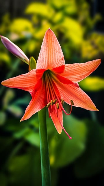 Free download flower amaryllis bloom blossom free picture to be edited with GIMP free online image editor