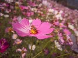 Free download Flower and a Bee free photo or picture to be edited with GIMP online image editor