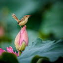 FLOWER AND BIRD Theme  screen for extension Chrome web store in OffiDocs Chromium