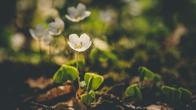 Free download flower anemone botany bloom free picture to be edited with GIMP free online image editor