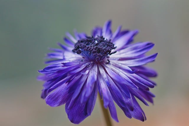 Free download flower anemone petals bloom free picture to be edited with GIMP free online image editor