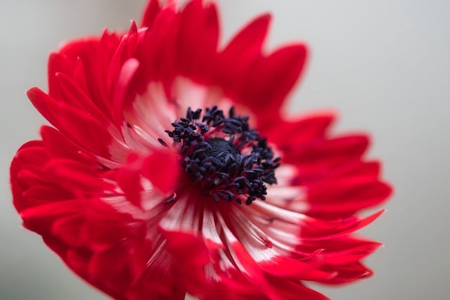Free download flower anemone petals garden free picture to be edited with GIMP free online image editor