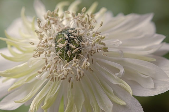 Free download flower anemone petals pollen bee free picture to be edited with GIMP free online image editor