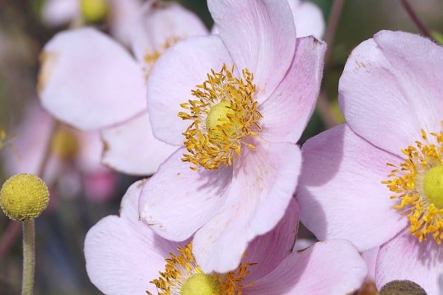 Free download flower anemone pink flower stamens free picture to be edited with GIMP free online image editor