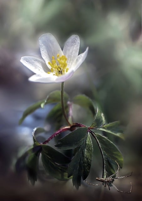 Free download flower anemone spring bokeh macro free picture to be edited with GIMP free online image editor