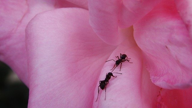 Free download Flower Ants Insects -  free photo or picture to be edited with GIMP online image editor