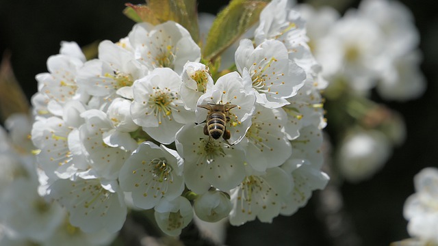 Free download flower apple white bee nature free picture to be edited with GIMP free online image editor
