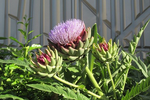 Téléchargement gratuit de Flower Artichoke Bloom - photo ou image gratuite à éditer avec l'éditeur d'images en ligne GIMP