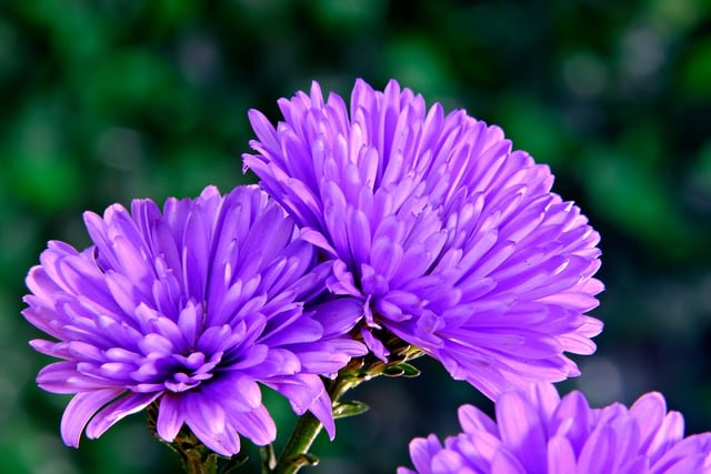 Free download flower aster flora nature free picture to be edited with GIMP free online image editor