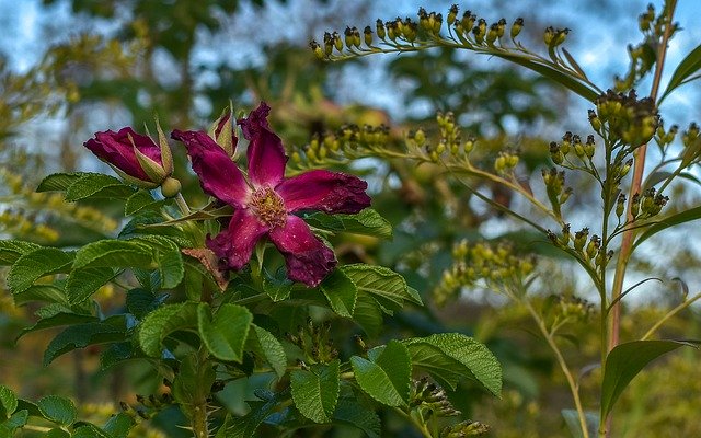 Free download Flower Asterisk Nature -  free photo or picture to be edited with GIMP online image editor