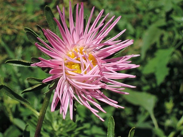 Unduh gratis Flower Astra Pink - foto atau gambar gratis untuk diedit dengan editor gambar online GIMP